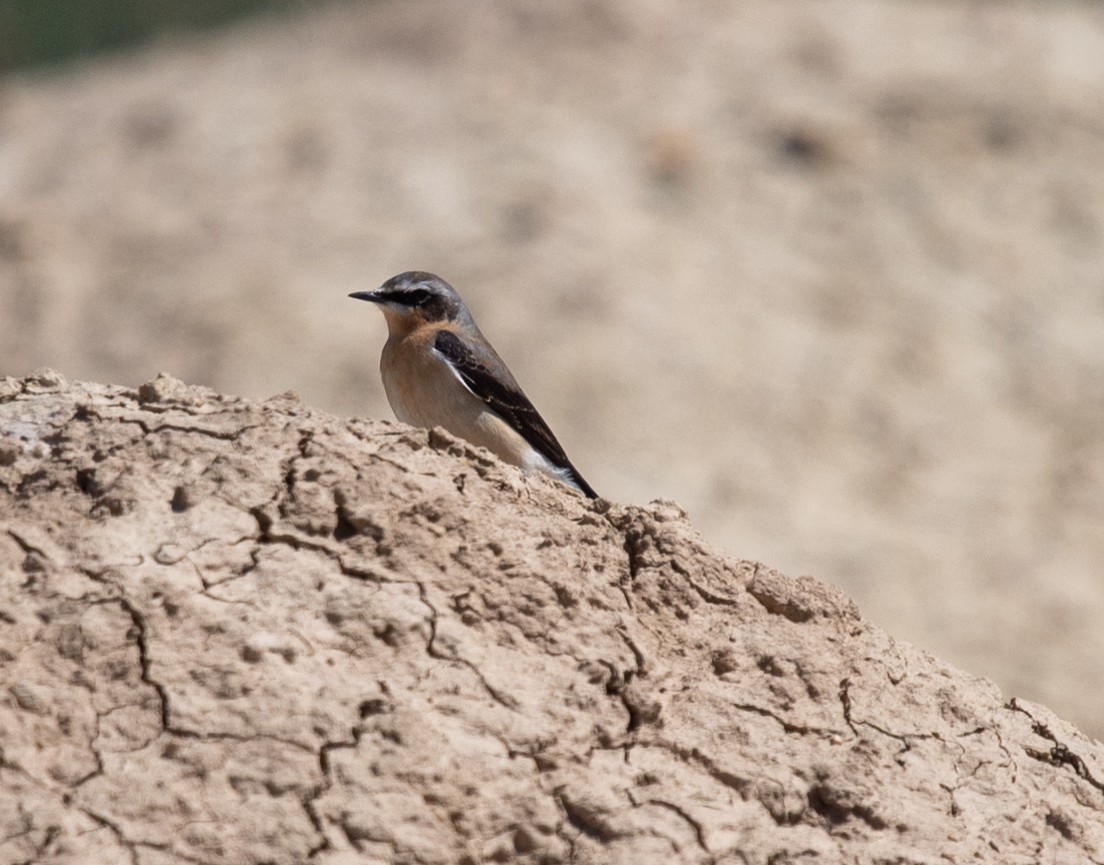 Northern Wheatear - ML617497132