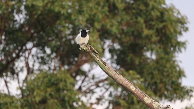 Pied Butcherbird - ML617497136