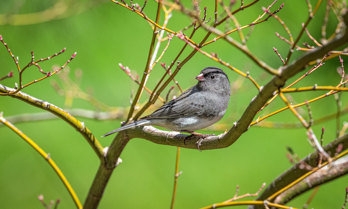 Dark-eyed Junco - ML617497153