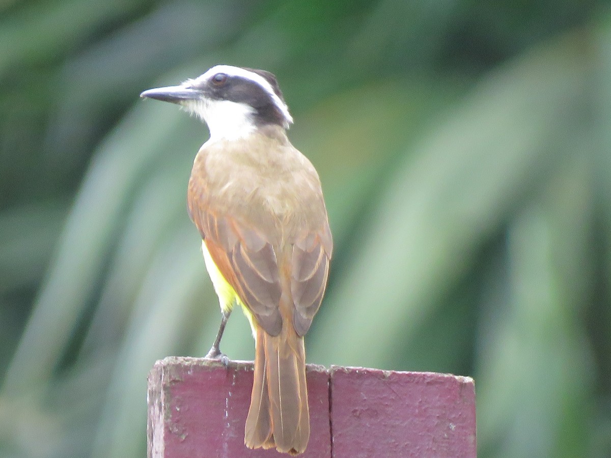 Great Kiskadee - ML617497174