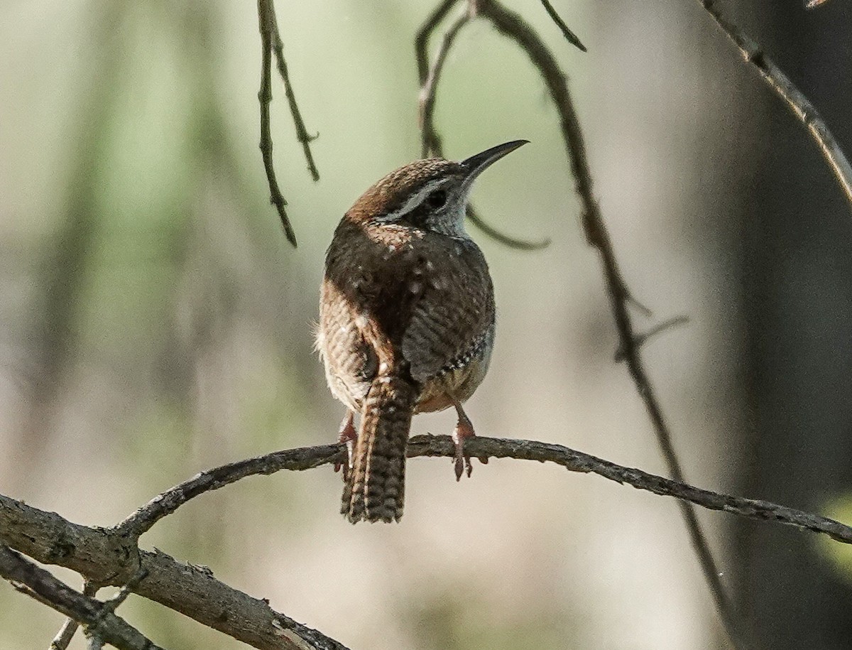 Carolina Wren - michael simon