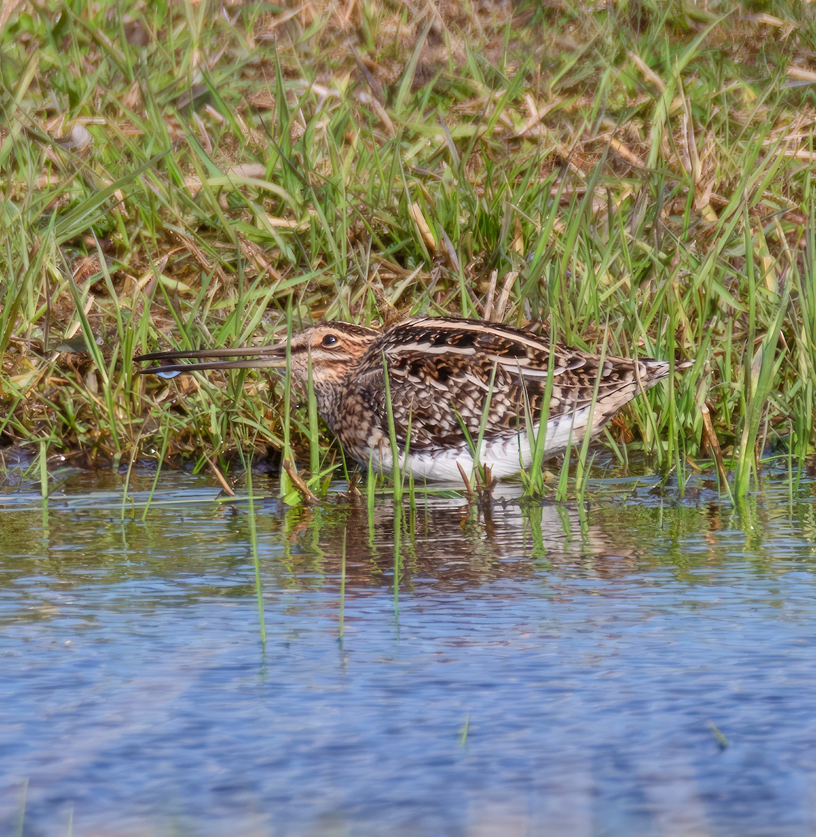 Wilson's Snipe - ML617497203