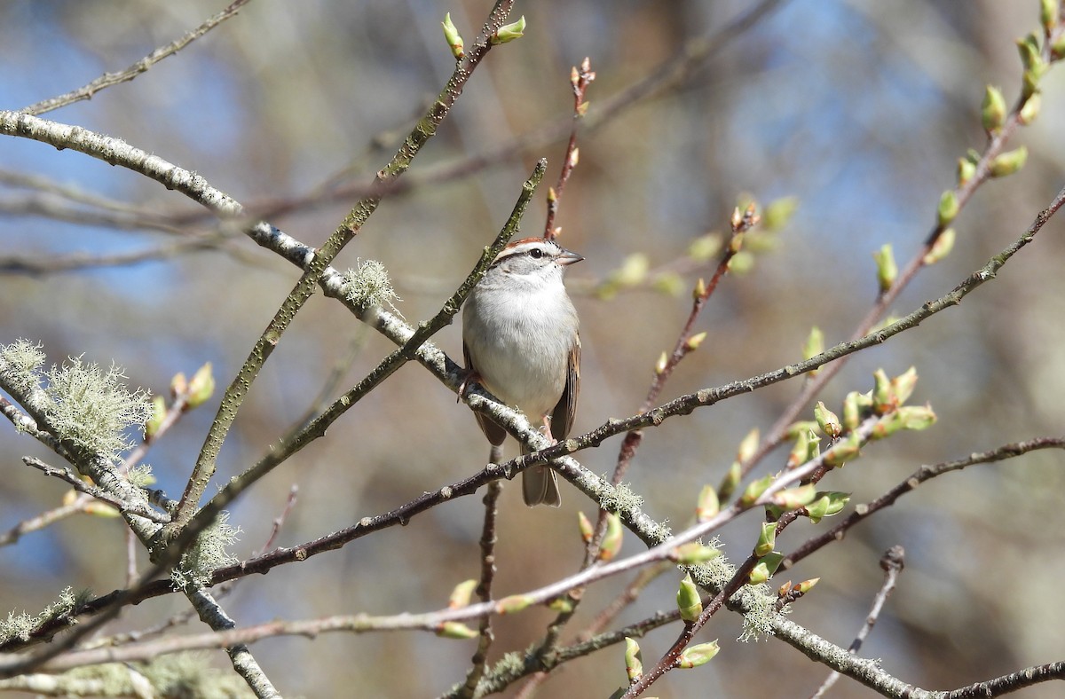 Chipping Sparrow - ML617497215
