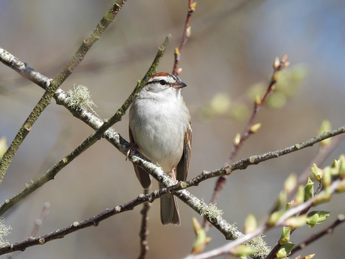 Chipping Sparrow - ML617497217