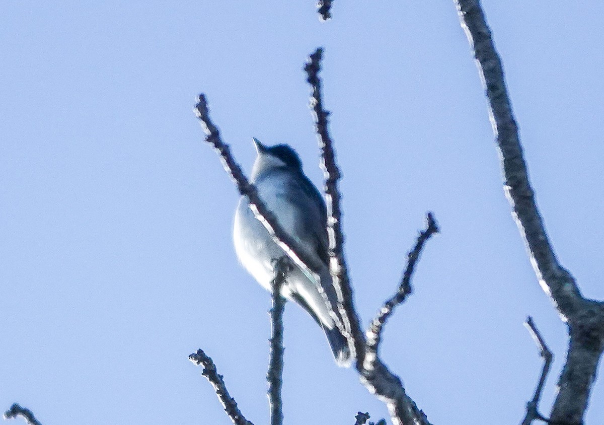 Blue-gray Gnatcatcher - michael simon