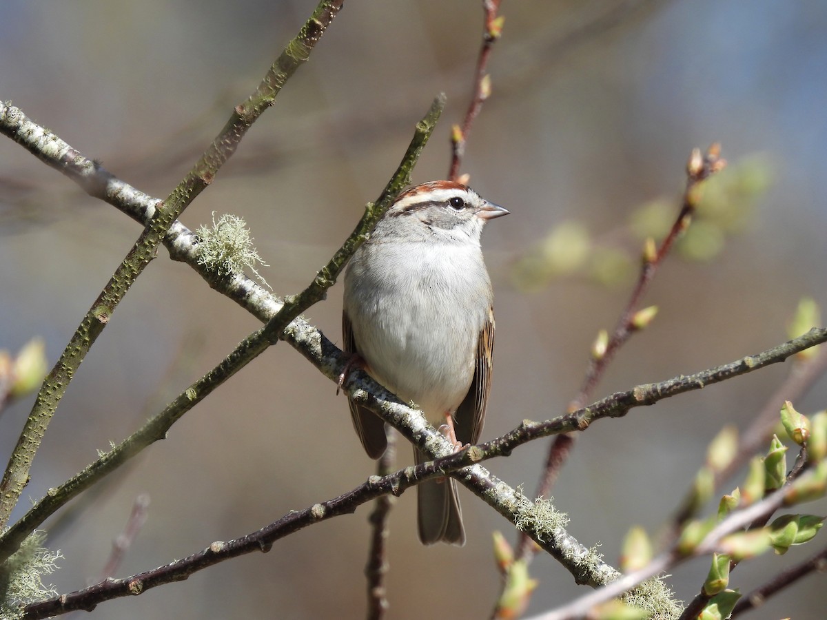 Chipping Sparrow - ML617497224