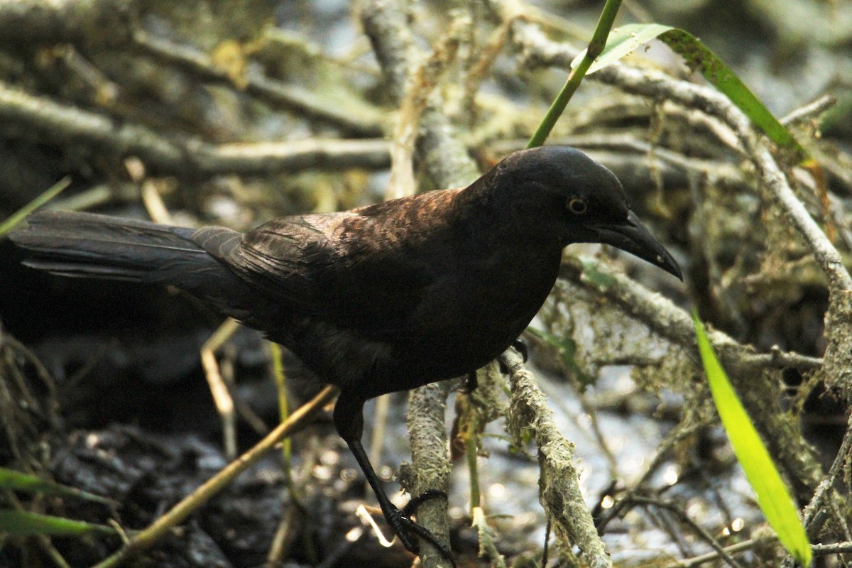 Common Grackle (Florida/Purple) - ML617497233