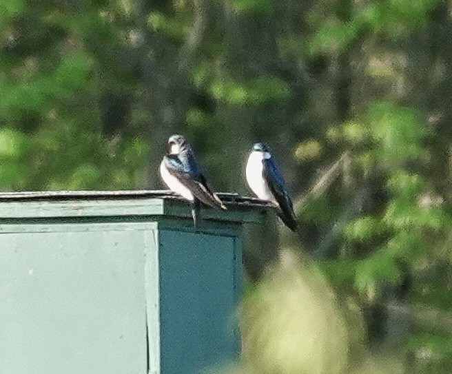 Golondrina Bicolor - ML617497238