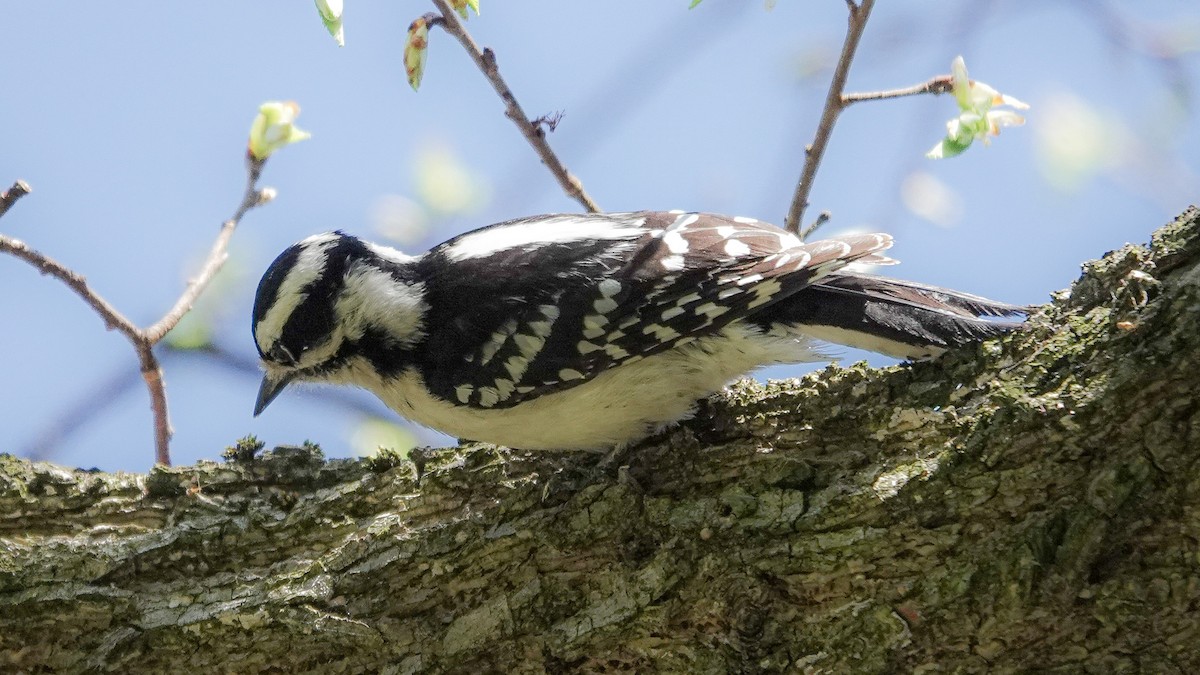 Downy Woodpecker - michael simon