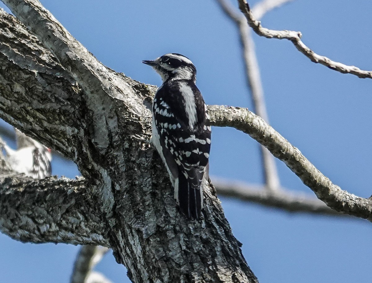 Downy Woodpecker - ML617497257