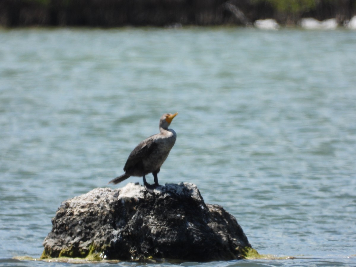 Double-crested Cormorant - ML617497285