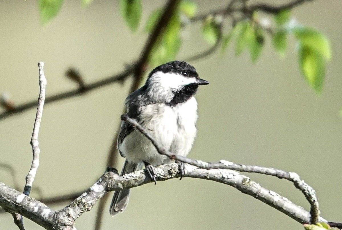 Carolina Chickadee - michael simon