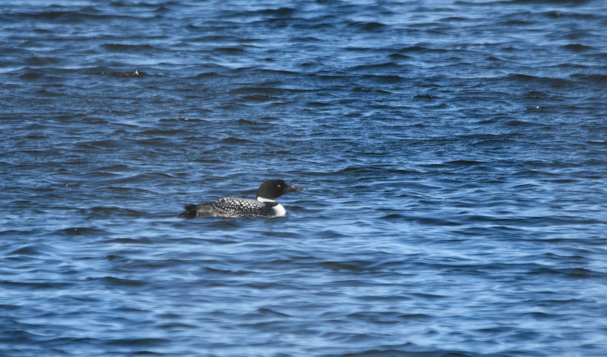 Common Loon - ML617497298