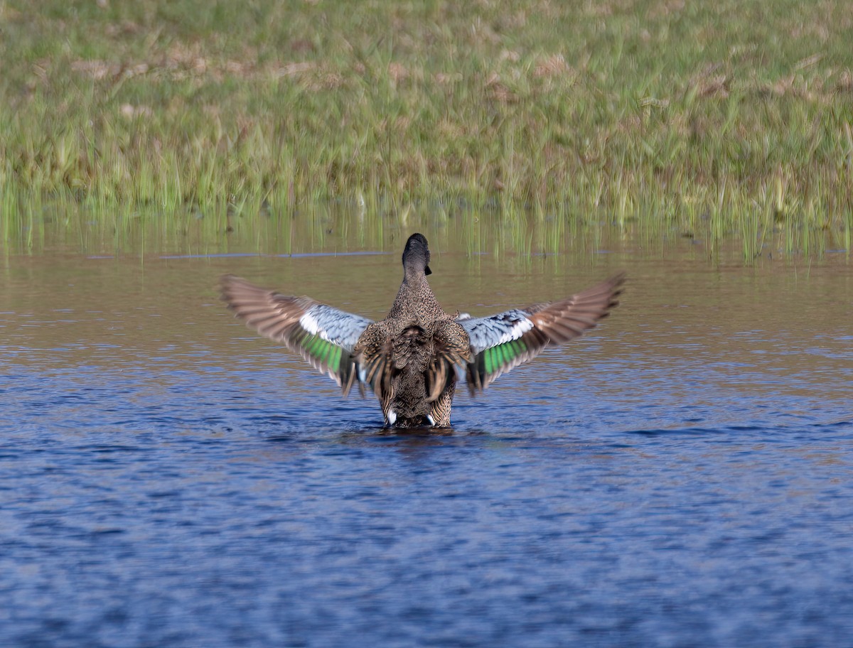 Blue-winged Teal - ML617497302