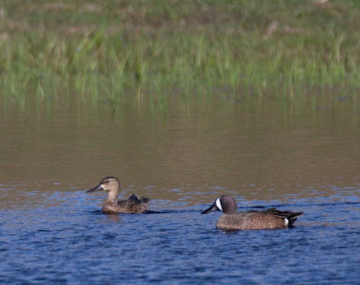 Blue-winged Teal - ML617497305