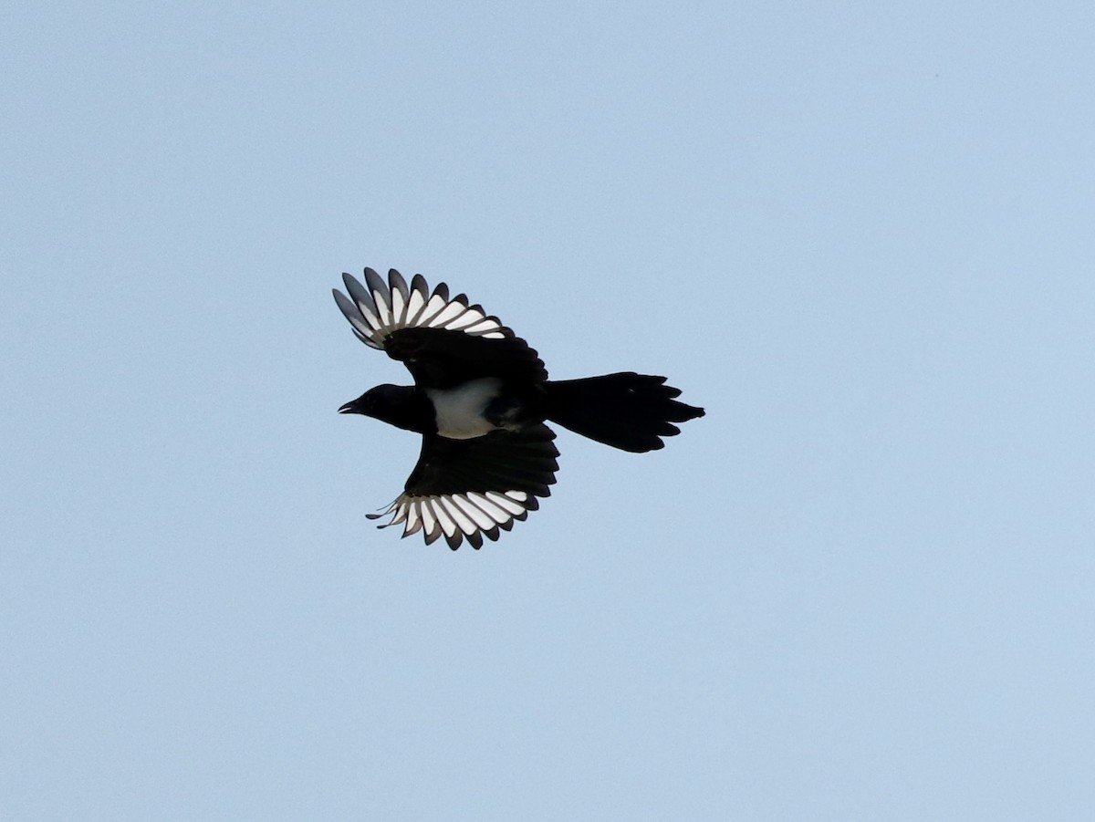 Eurasian Magpie - ML617497312