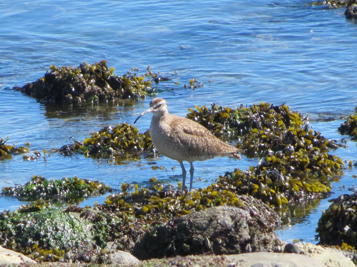 Whimbrel - Philip Wright