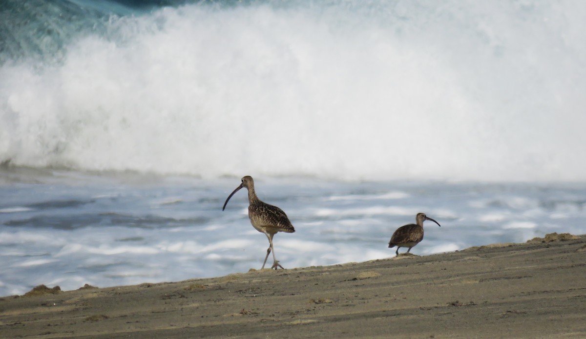 Whimbrel - ML617497343