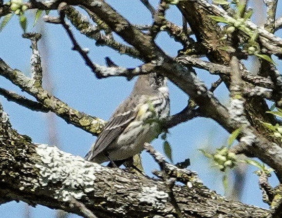 Yellow-rumped Warbler (Myrtle) - michael simon