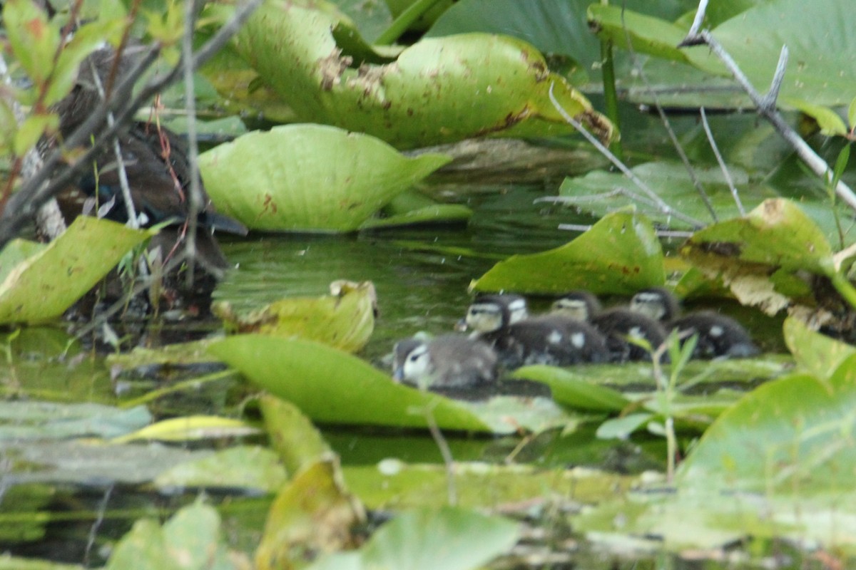 Wood Duck - ML617497352