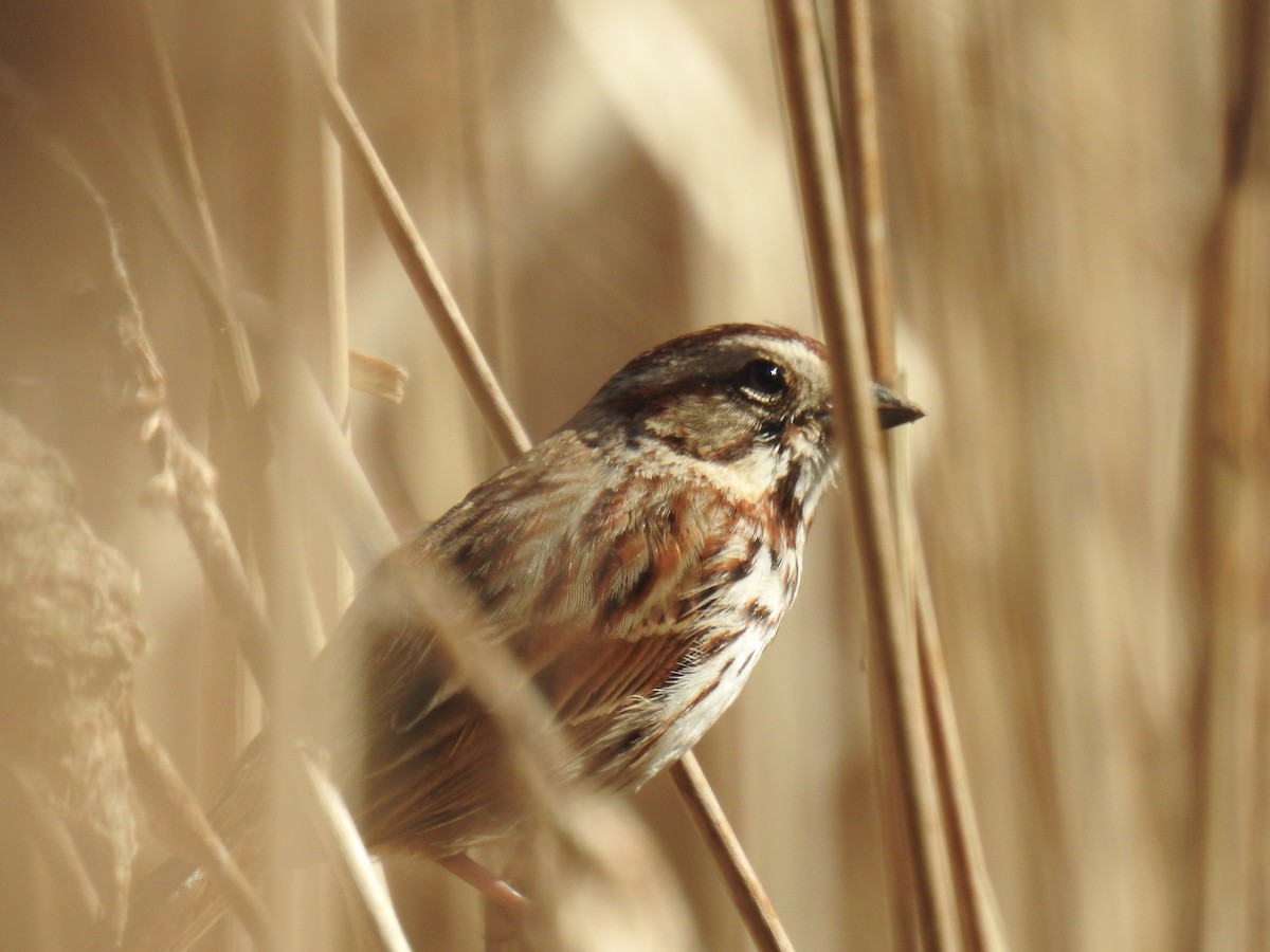 Song Sparrow - ML617497364