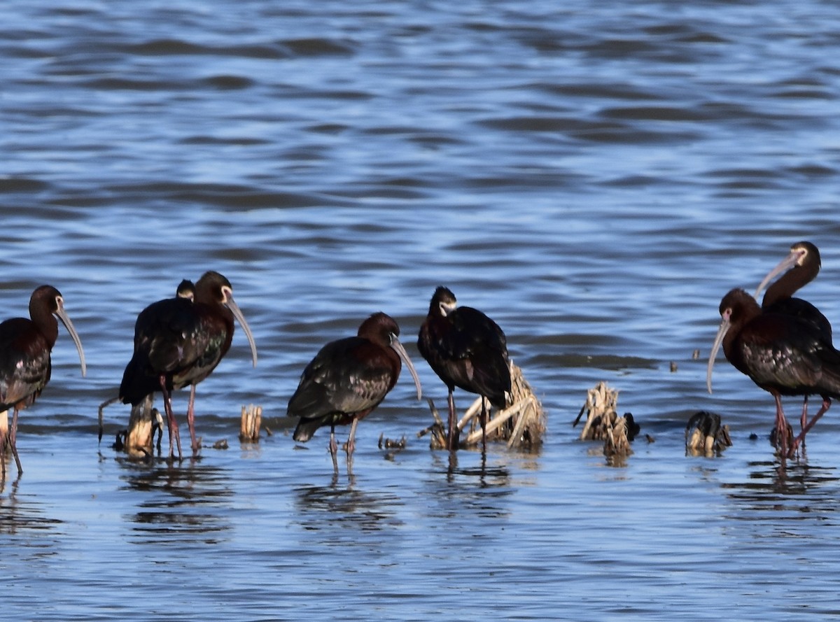 Glossy Ibis - ML617497395