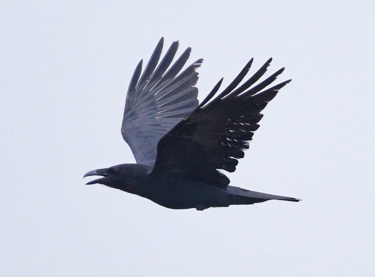 Common Raven - ML617497404