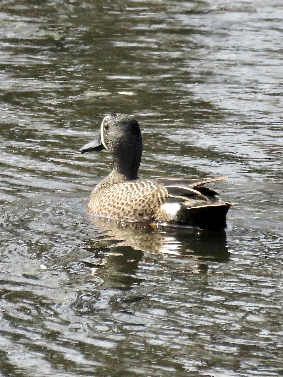 Blue-winged Teal - ML617497405