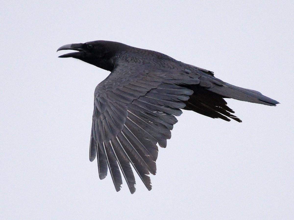 Common Raven - ML617497406