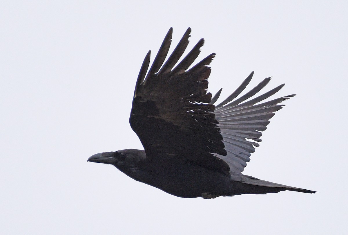 Common Raven - ML617497407
