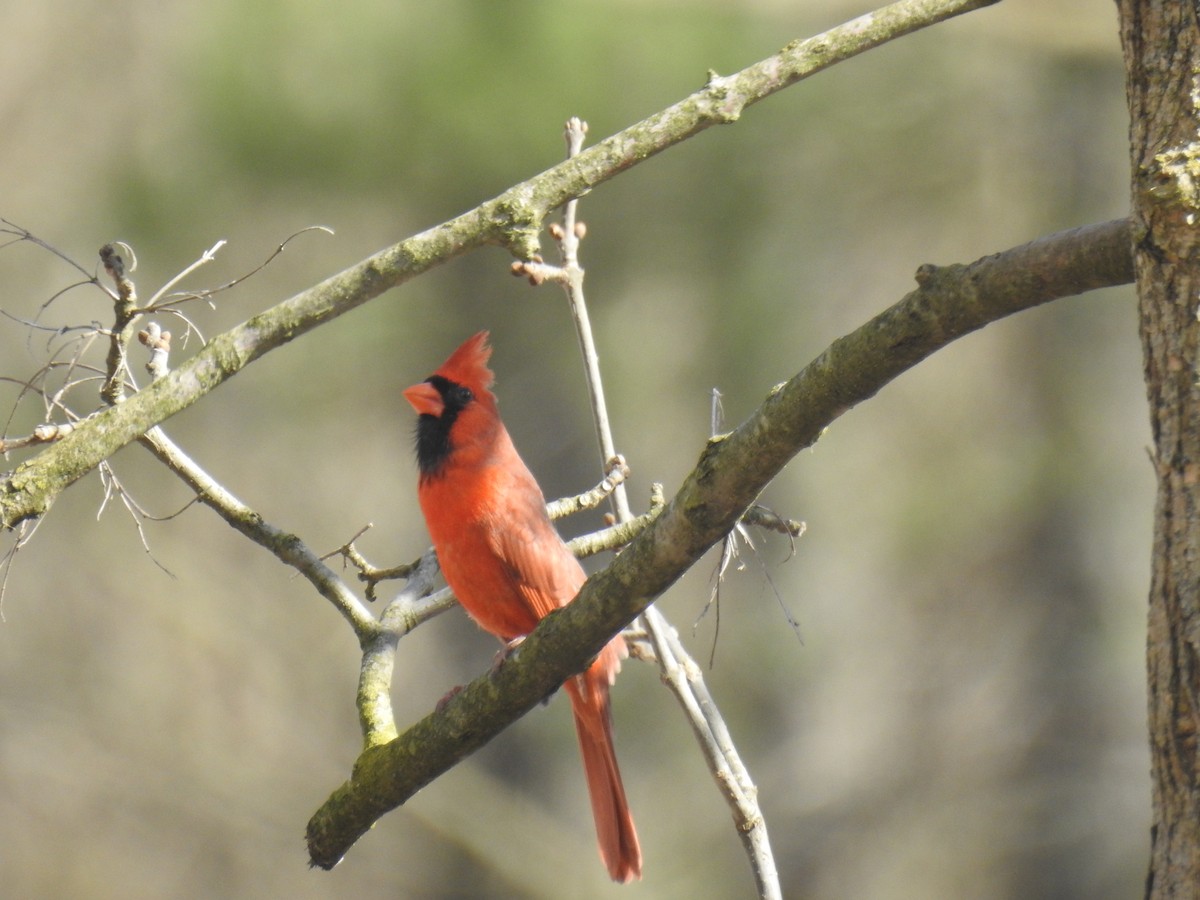 Northern Cardinal - ML617497413