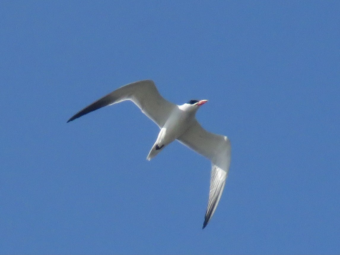 Caspian Tern - ML617497425