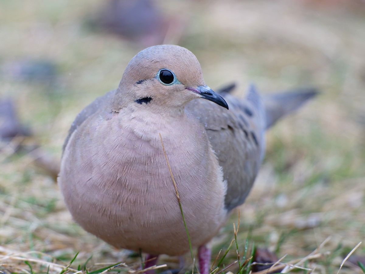 Mourning Dove - Alan Van Norman