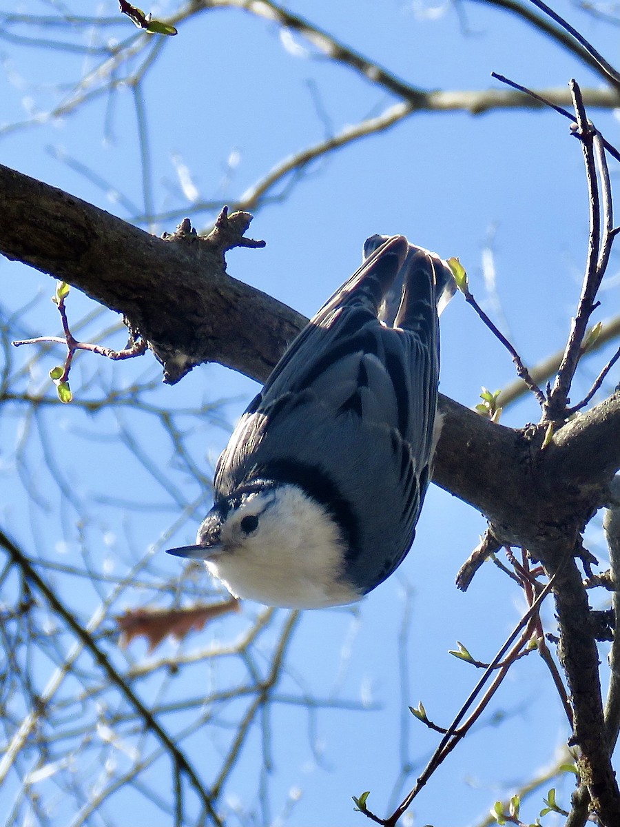 White-breasted Nuthatch - ML617497437
