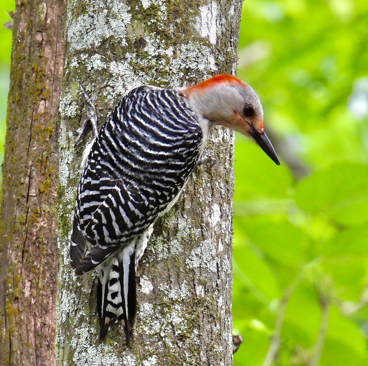 Red-bellied Woodpecker - ML617497443