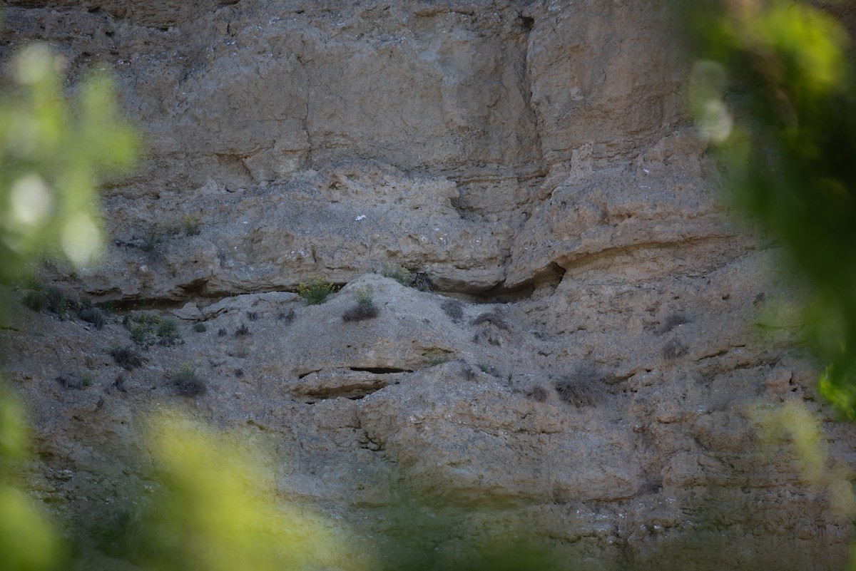 Eurasian Eagle-Owl - ML617497468