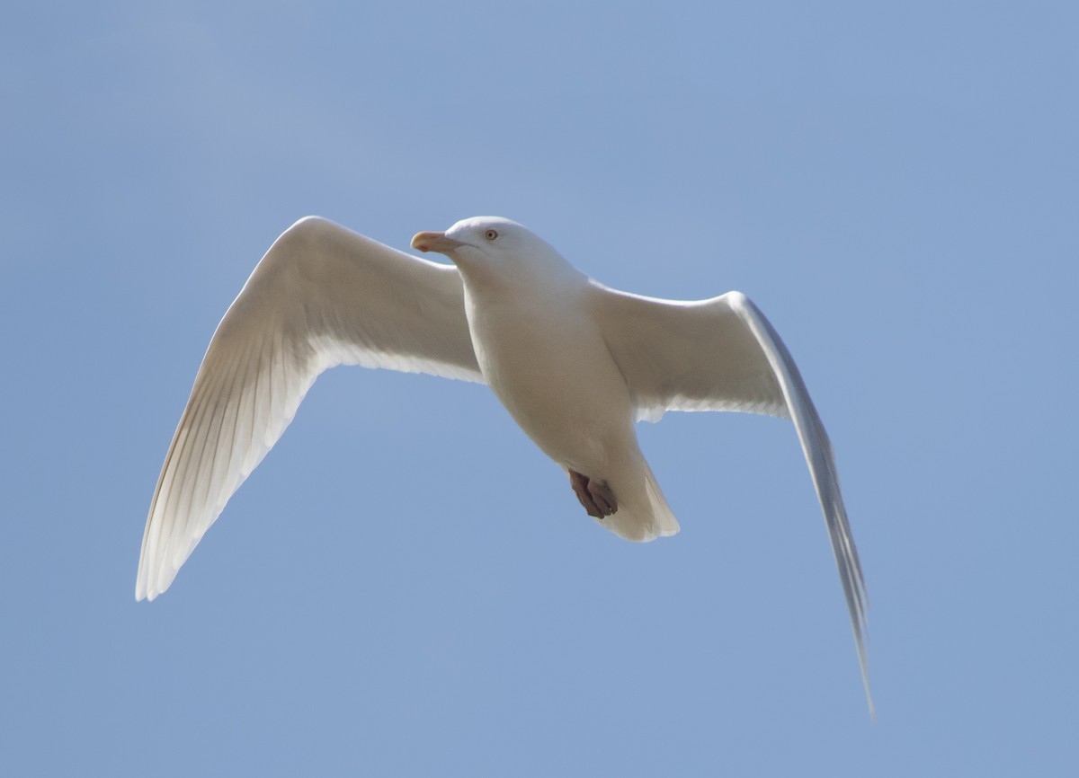 Glaucous Gull - ML617497476