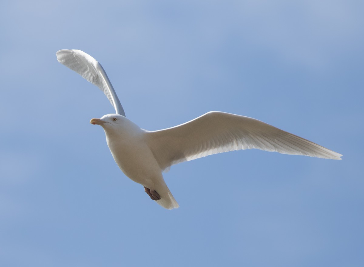 Glaucous Gull - ML617497482