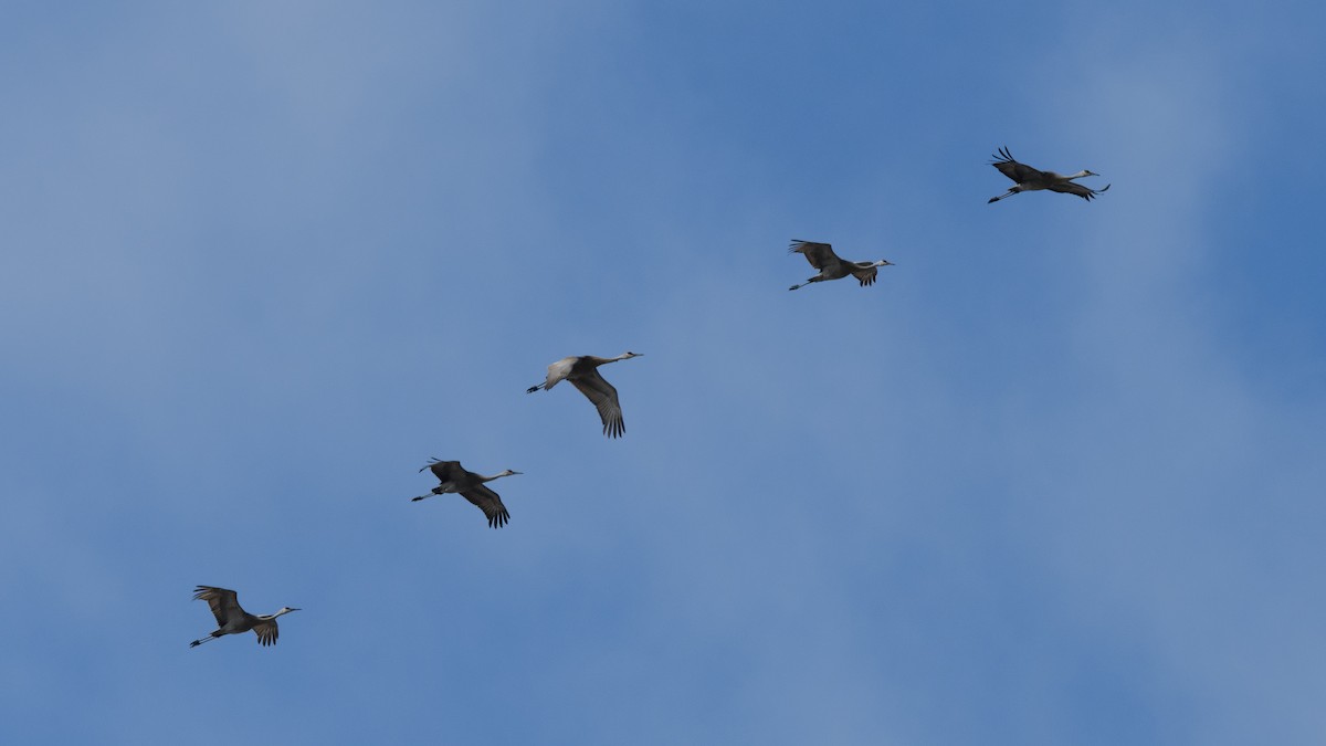 Sandhill Crane - ML617497509