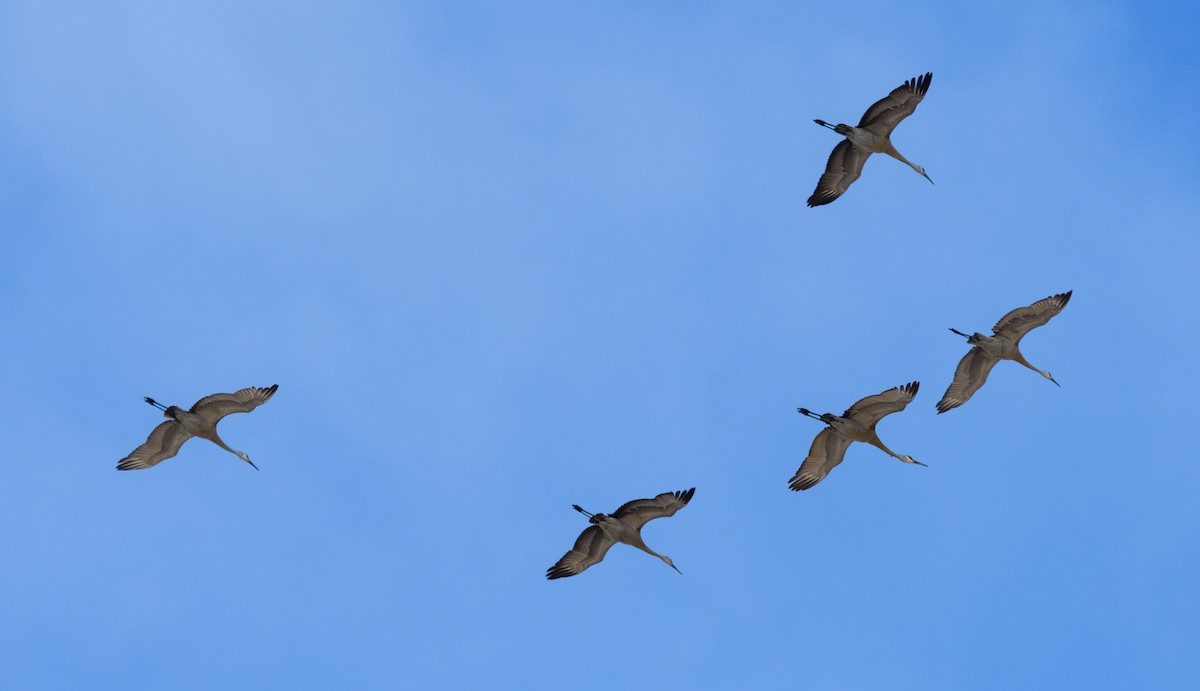 Sandhill Crane - ML617497512