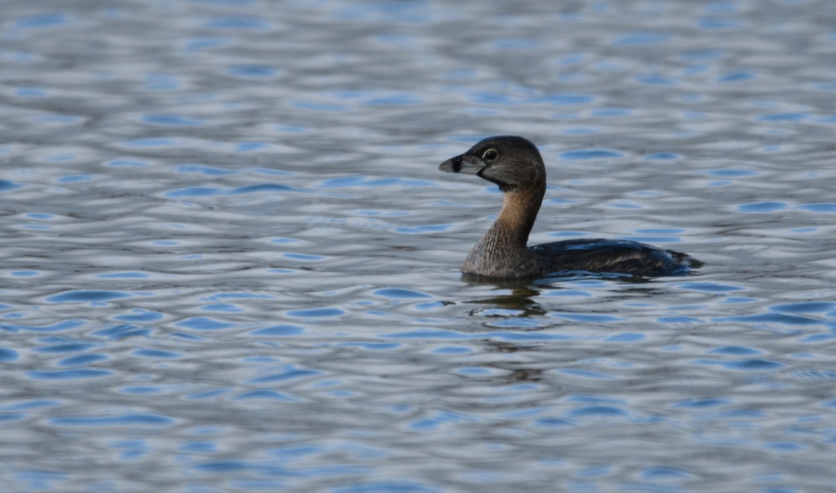 Pied-billed Grebe - ML617497529