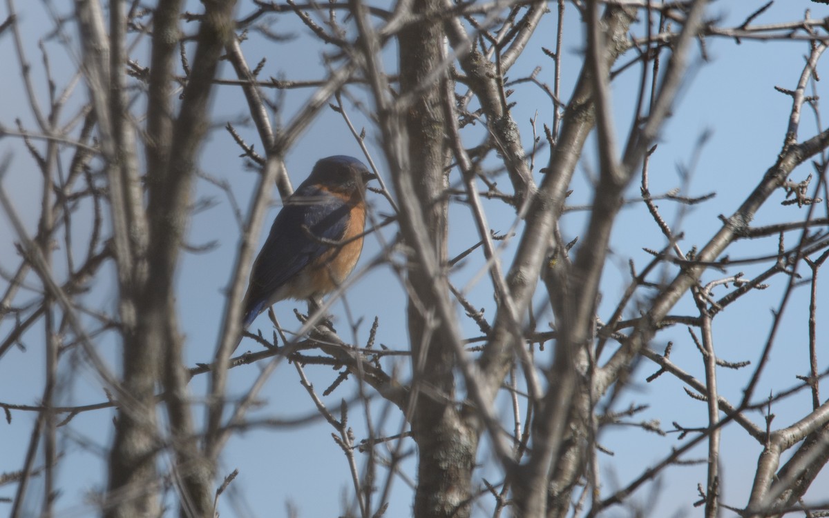 Eastern Bluebird - ML617497550