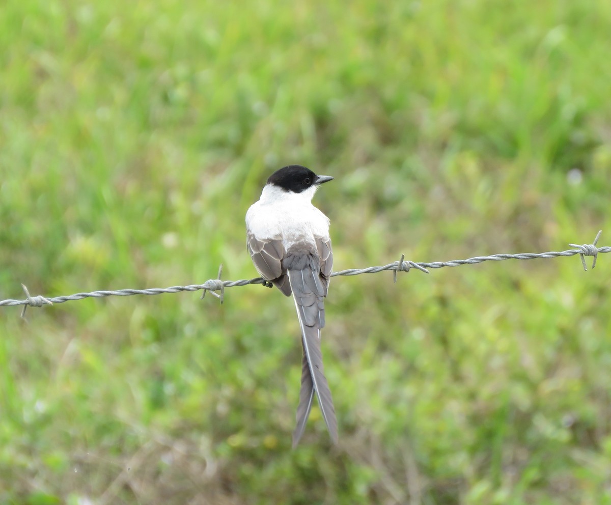 Fork-tailed Flycatcher - la h