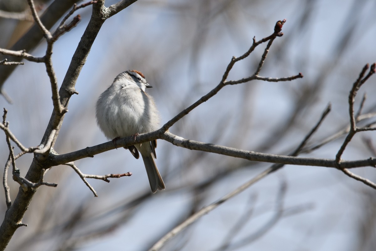 Chipping Sparrow - ML617497563