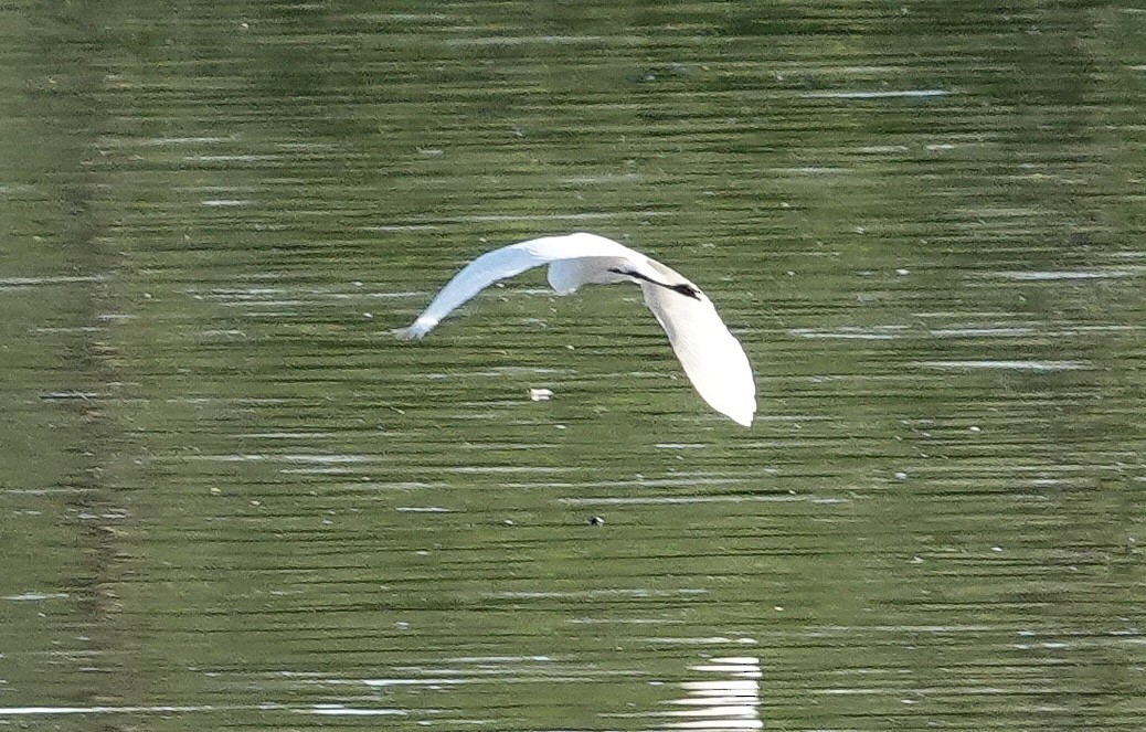 Great Egret - michael simon