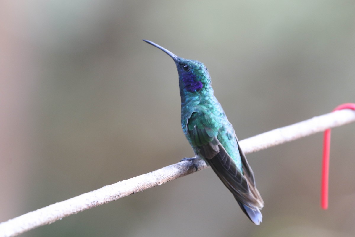 kolibřík modrouchý - ML617497596