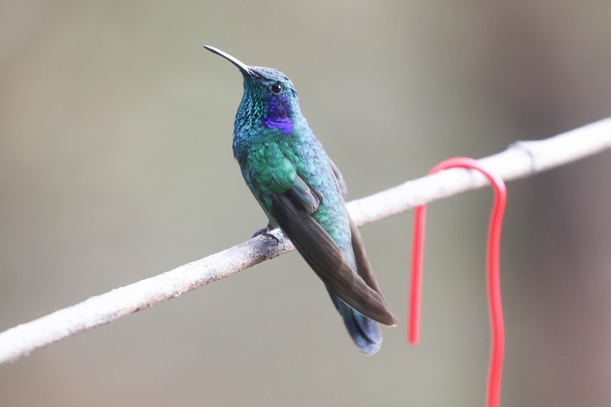 kolibřík modrouchý - ML617497597