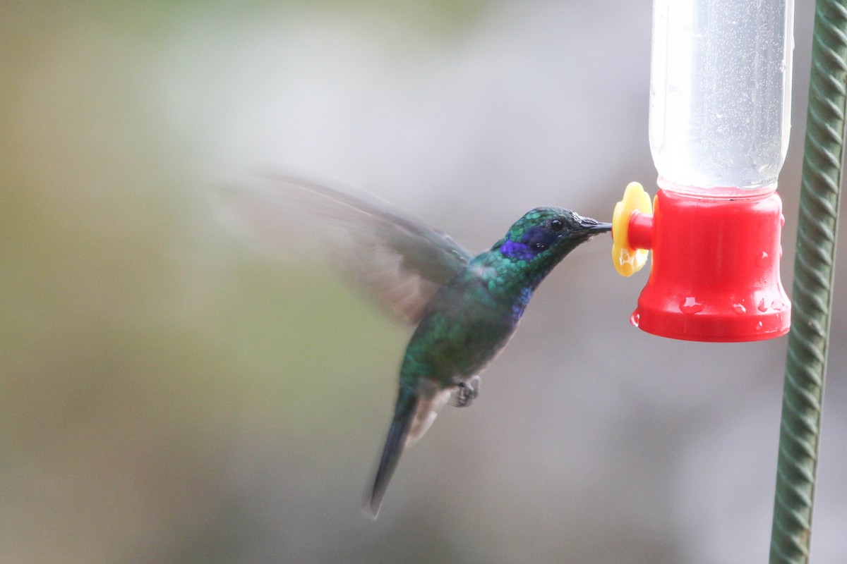 Colibrí Oreja Violeta Menor - ML617497598