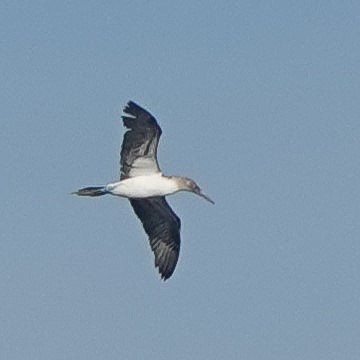 Blue-footed Booby - ML617497668