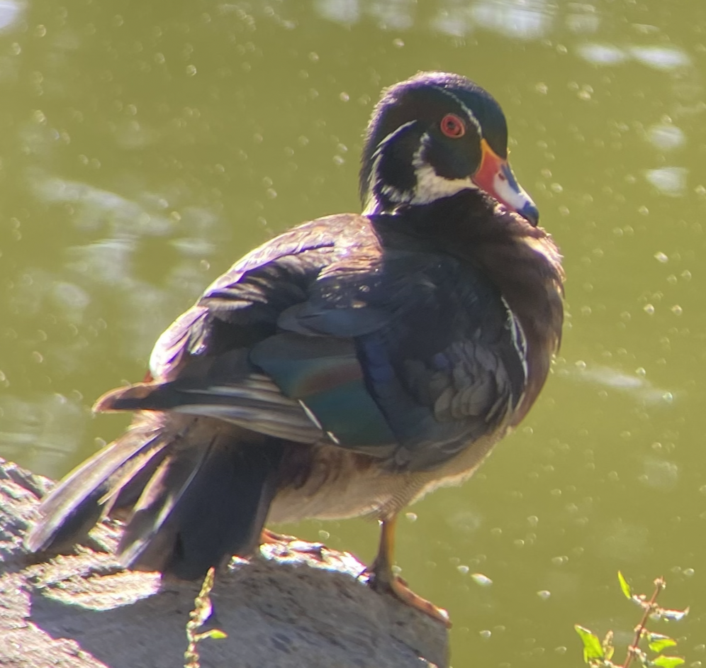 Wood Duck - ML617497688